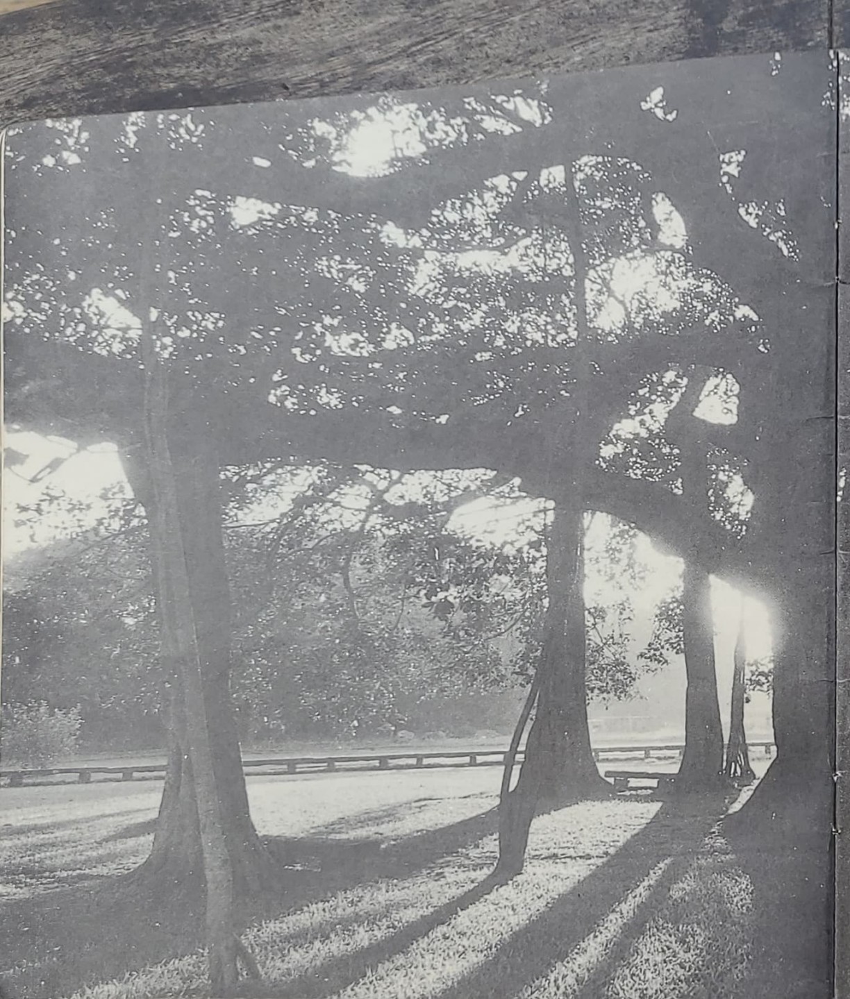 Archival photograph of trees casting long shadows in Auroville